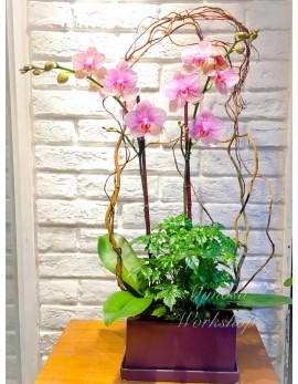 OR515 -  2菖迷你粉紅色蝴蝶蘭及植物及陶瓷花盆
